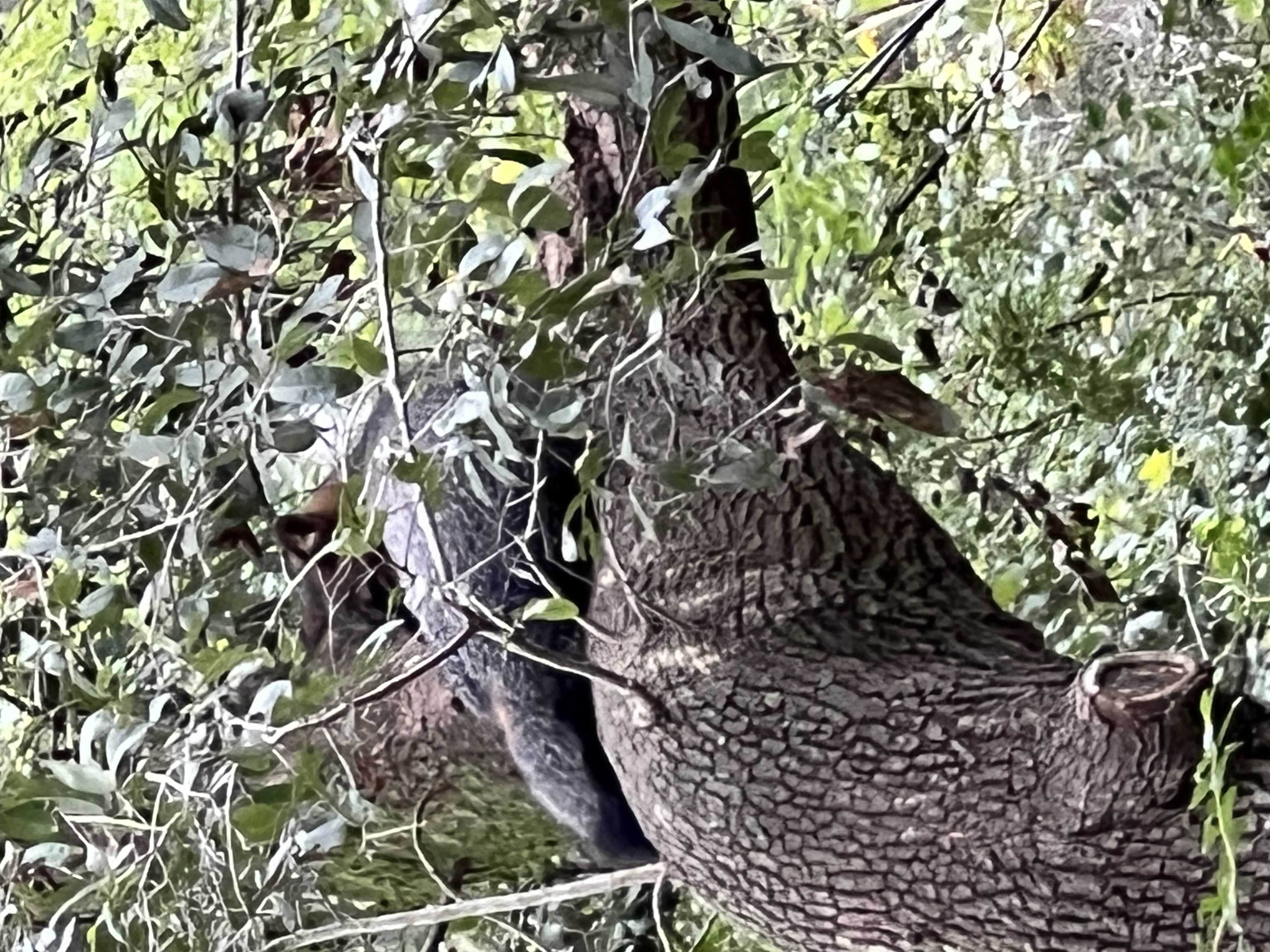 ./2024/10 - Myrtle Beach/IMG_2829.jpg